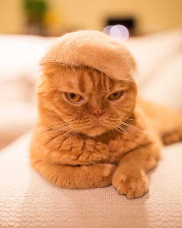 Коты из сети