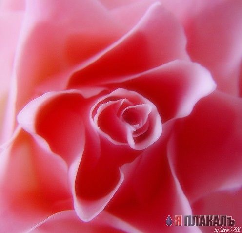 Скоро весна! ЦВЕТЫ