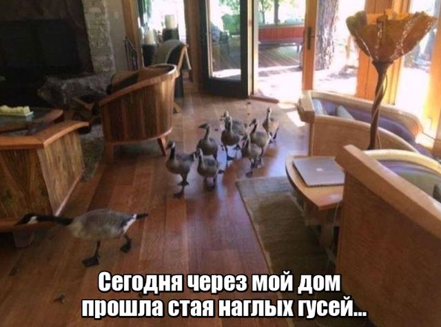 Нестандартный юмор