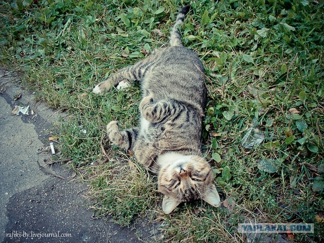 Распорядок кота на неделю