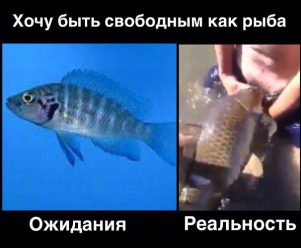 Пятница. И немного слегка пошлых картинок с надписями и без 16+ (13.08))