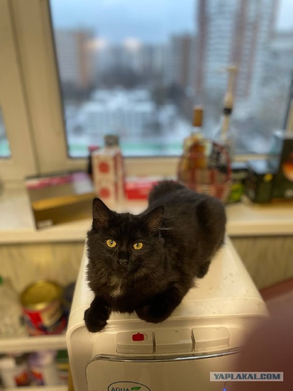 Котовторник так котовторник
