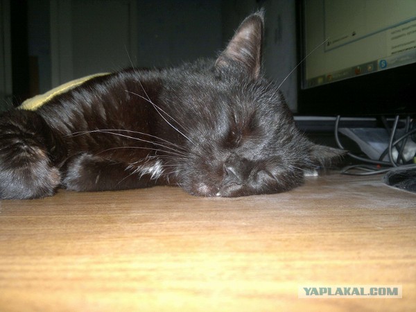 Мелом обвести?