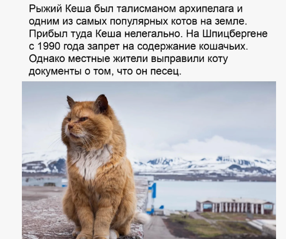 Власти австралийского острова Кенгуру планируют ввести запрет на ввоз и содержание кошек в качестве домашних животных