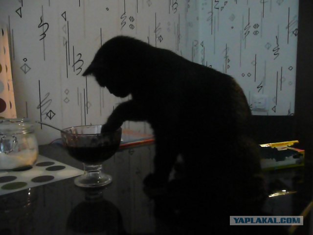 Котовторник 16.12.2014