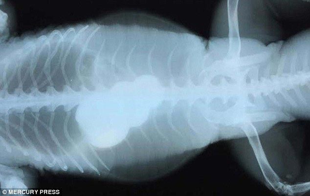 Рентгеновские снимки животных, с шокирующими