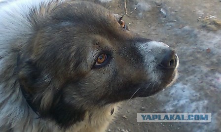 Собакочетверг 17.09.2015