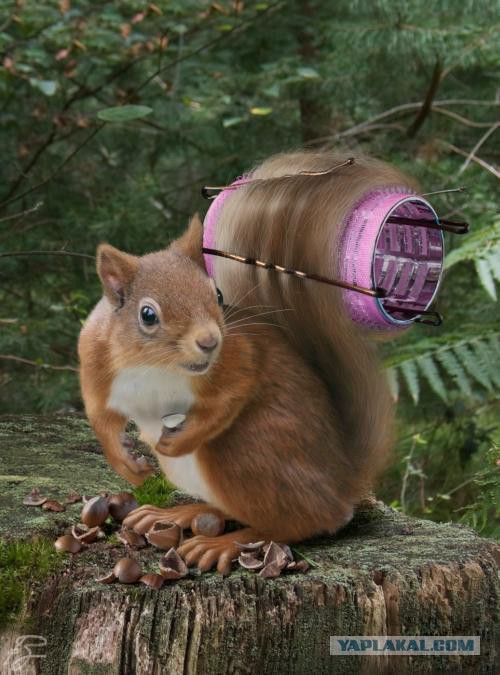 Картинки из сети