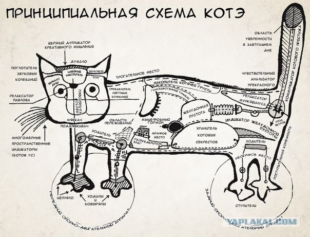 Самая настоящая правда про кошек!