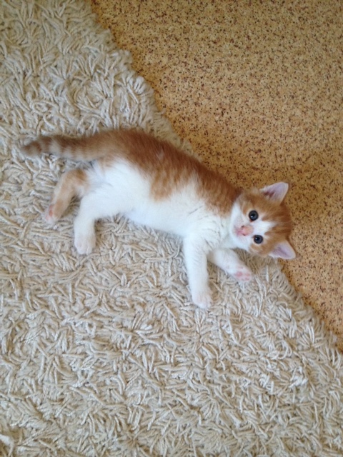 Котовторник 04.10.16