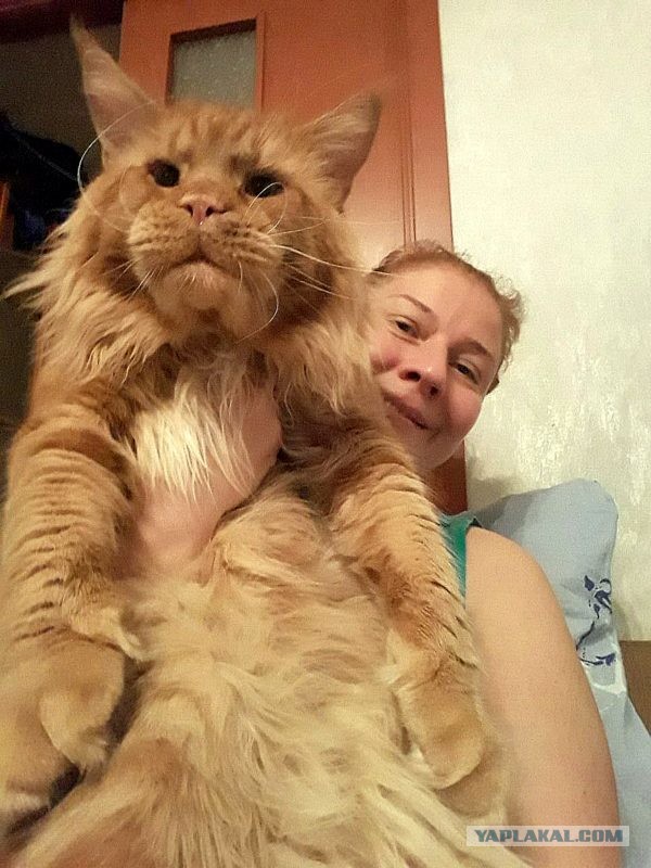 Джокер и его семья