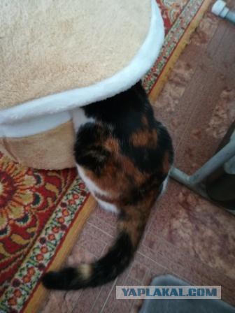 Котовторник 24.10.2017