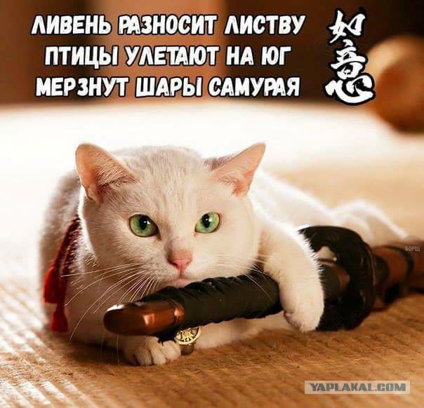 Просто юмор 7