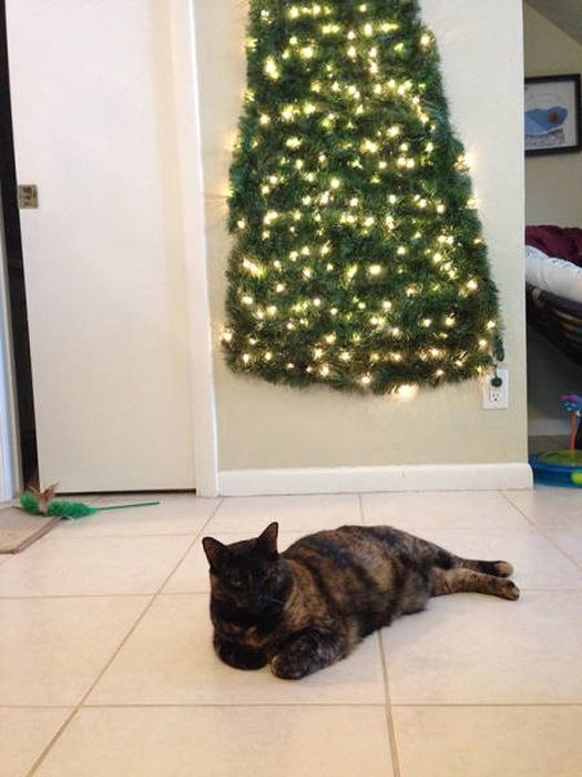 Коты и Кошки