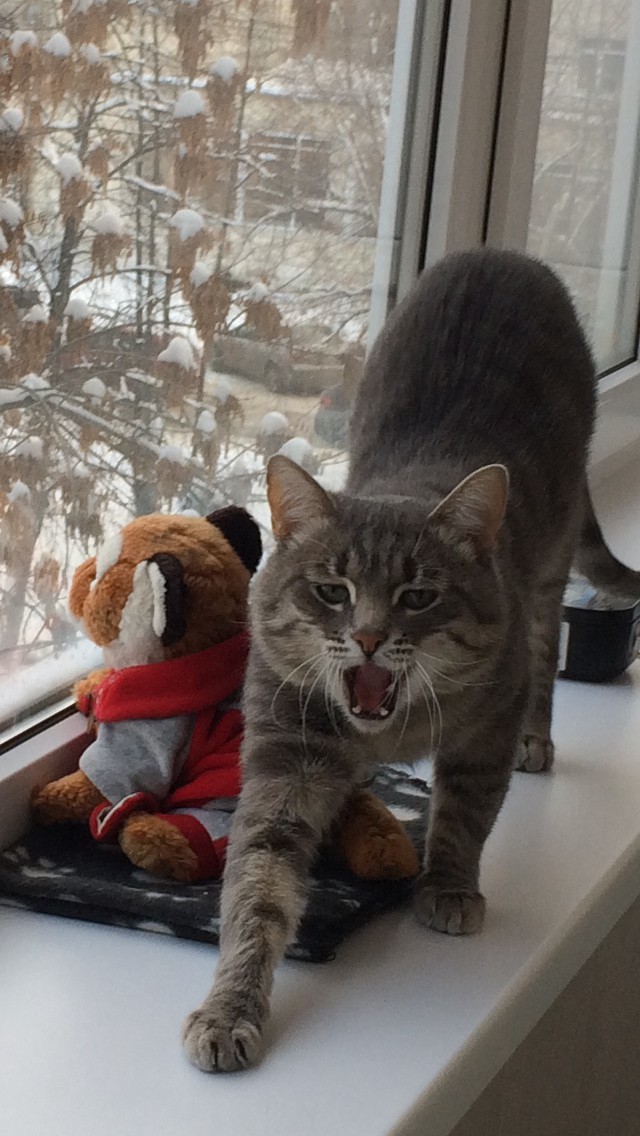 Котовторник 9.01.2018