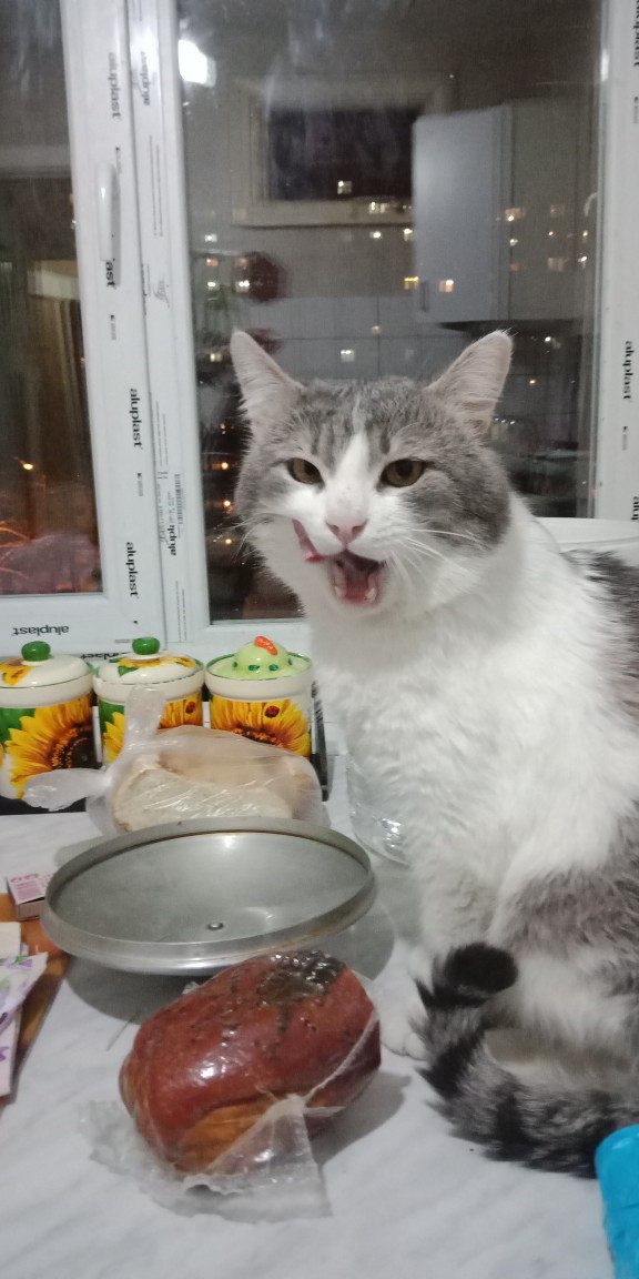 Прикольных котов пост