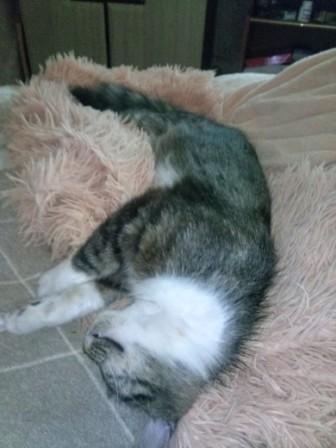 Котовторник 05.06.2018