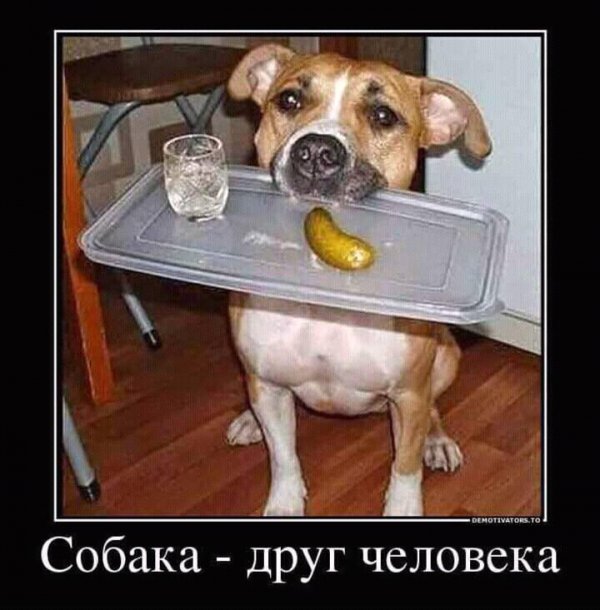Прикольные картинки