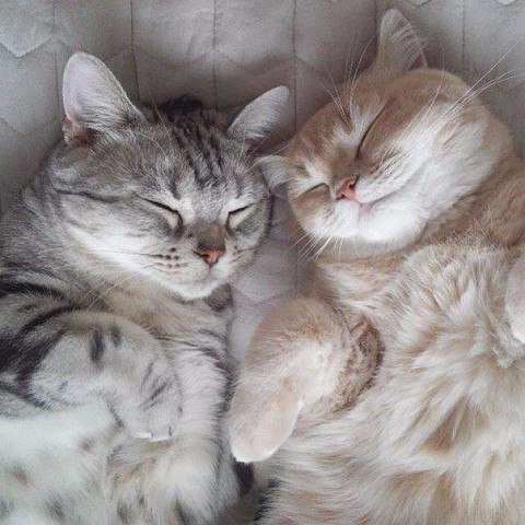 Прикольных котов пост