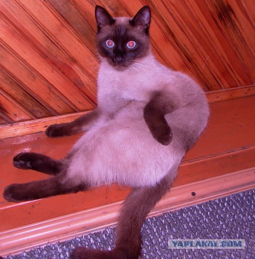 Котовторник 1 мая 2012