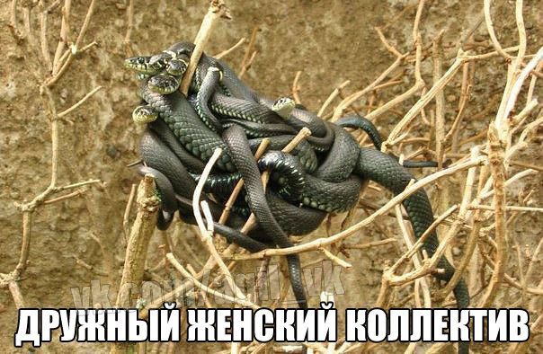 Женский коллектив, подскажите как в нем выжить