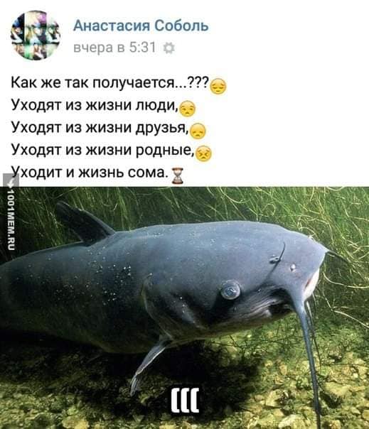 Истории про сома