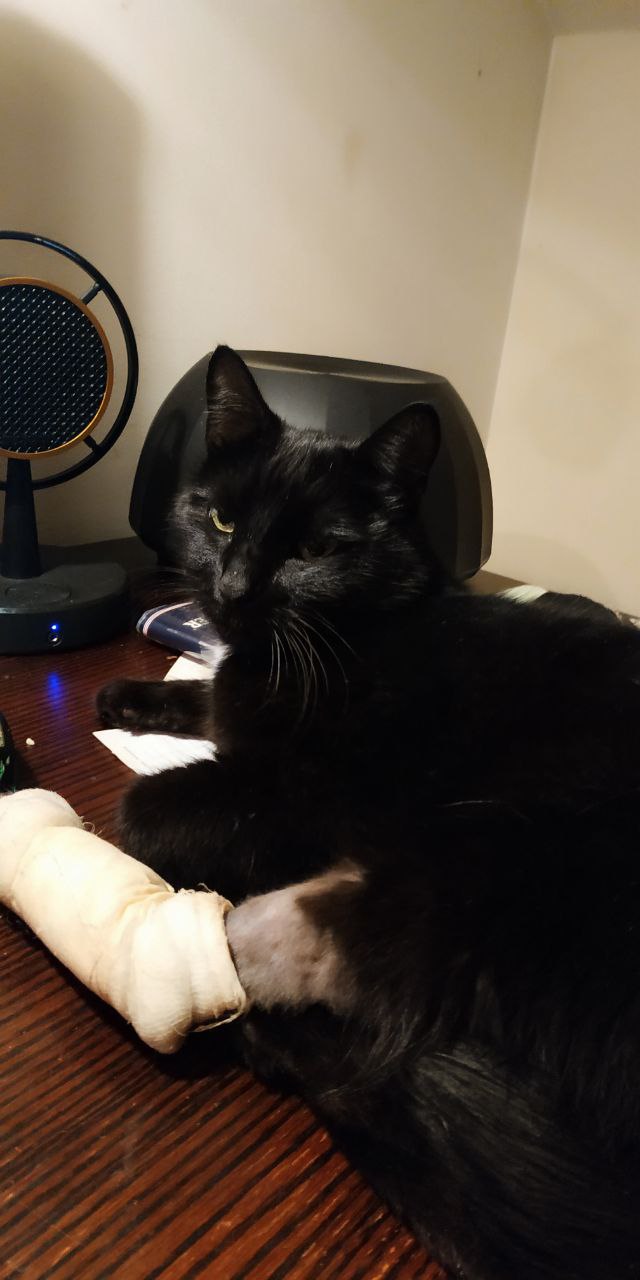 Котик дома!
