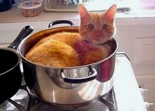 Плов с котом