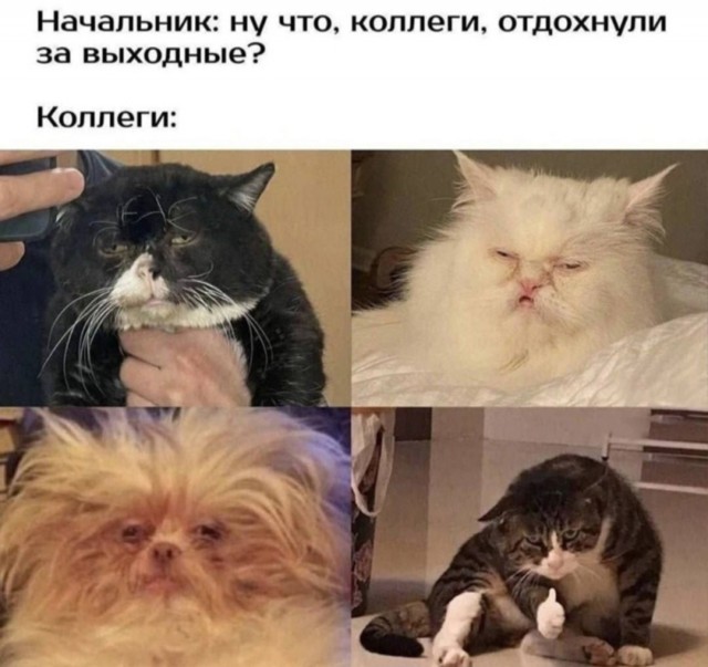 К котовторнику: подборка картинок-баянов с котиками и про котиков. Выпуск 17