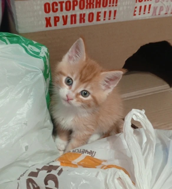 Нашелся таки хозяин (точнее хозяйка)