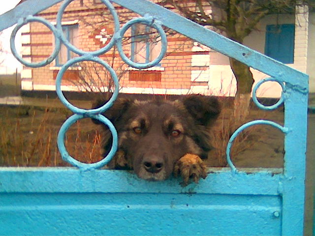 Фото с Nokia 6288