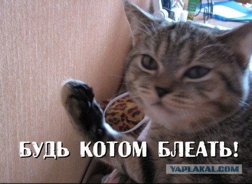 Научил кота давать лапу.