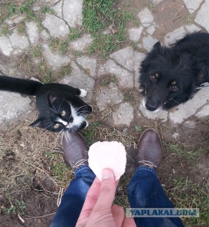 Как собаки встречают и провожают хозяев