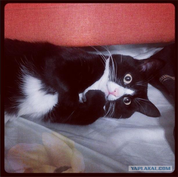 Котовторник 29.04.14.