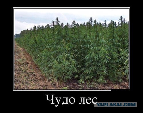 Весёлое из сети