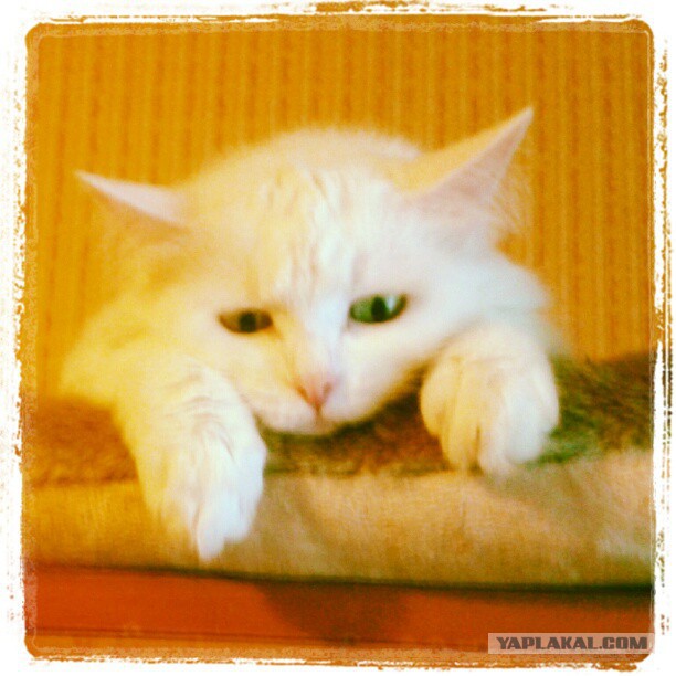 Котовторник 06.01.2015