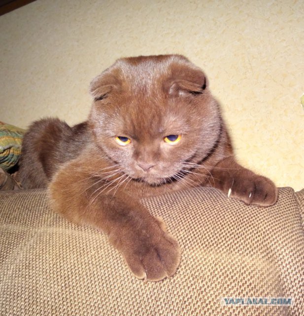 Котовоскресенье