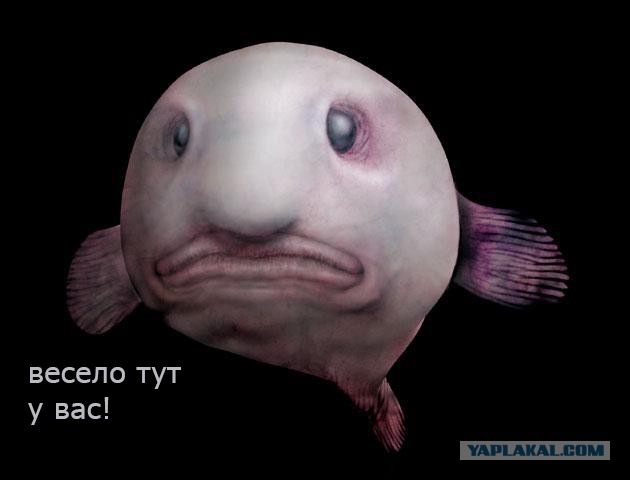 Следы