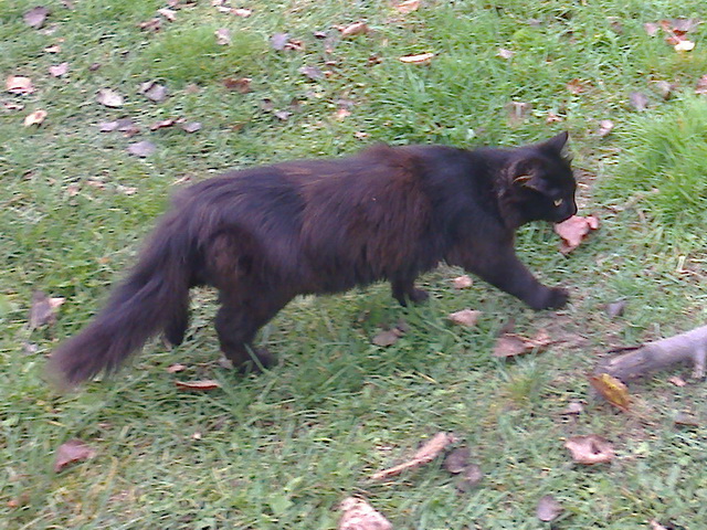 Котовторник 5.05.2015.