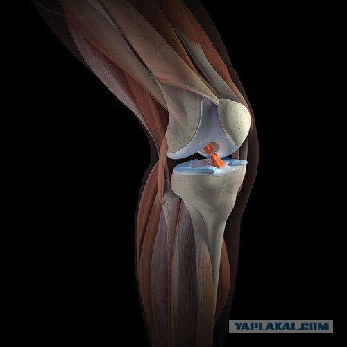 Болит колено