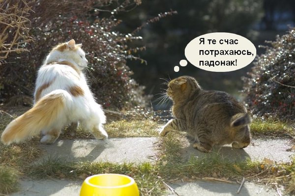 Коты, кошки, котята