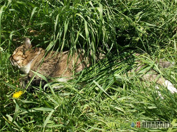 Коты, кошки, котята