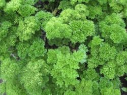 Будка для собаки своими руками.