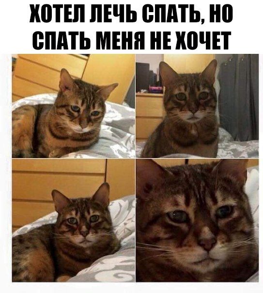 Коты и Кошки