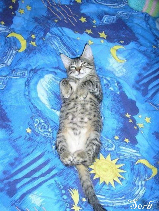 Котэ и кровать