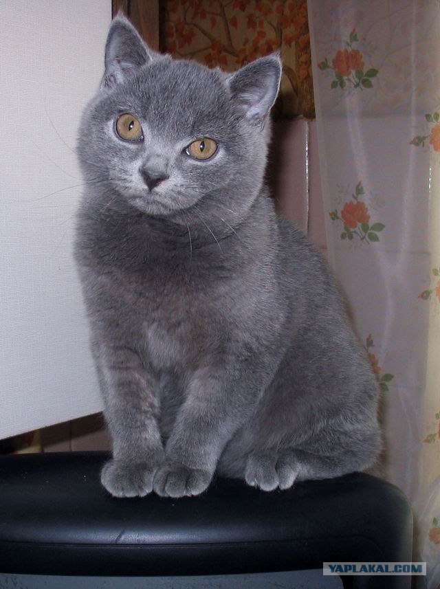 Котовторник на ЯПлакалъ 08.07.2008