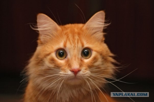 Рыжий котовторник на ЯПлакал!, Смотрим  и добавляем!