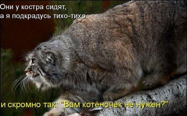 А может все-таки погладим?