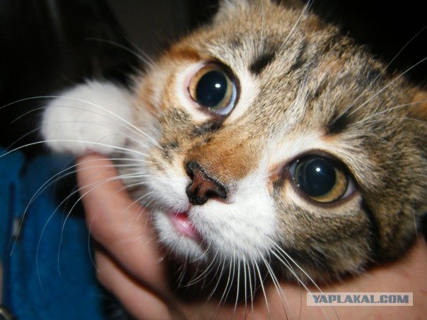 16 лучших котов сезона