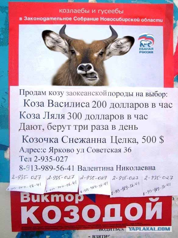 Продам козу